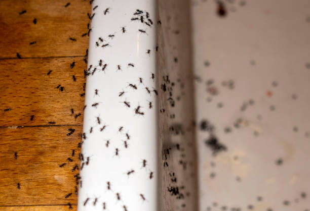 Best Best Pest Control Companies  in Alexandria, LA