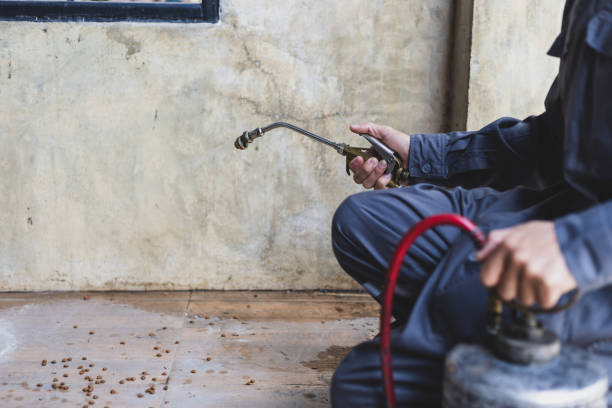 Best Local Pest Control Services  in Alexandria, LA