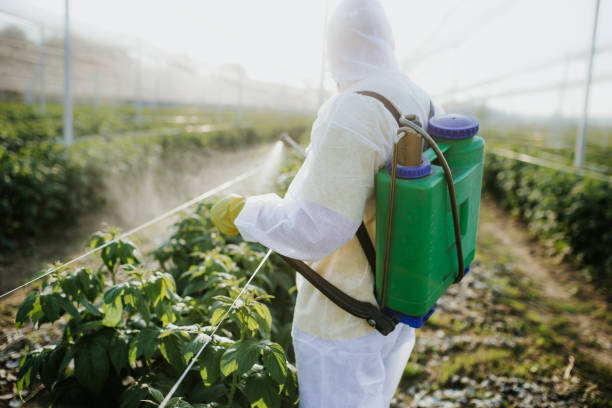 Best Wasp Removal Services  in Alexandria, LA